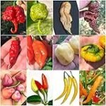 Classement du piment le plus fort du monde : Découvrez notre analyse des meilleurs produits alimentaires