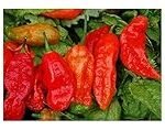 Les Meilleurs Produits Alimentaires Épicés : Analyse et Comparaison du Piment Bhut Jolokia