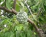 Comparaison des meilleurs fruits exotiques d'Asie : les saveurs tropicales à découvrir !
